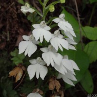 Habenaria plantaginea Lindl.